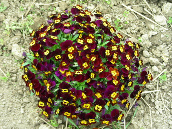 pansy in flower